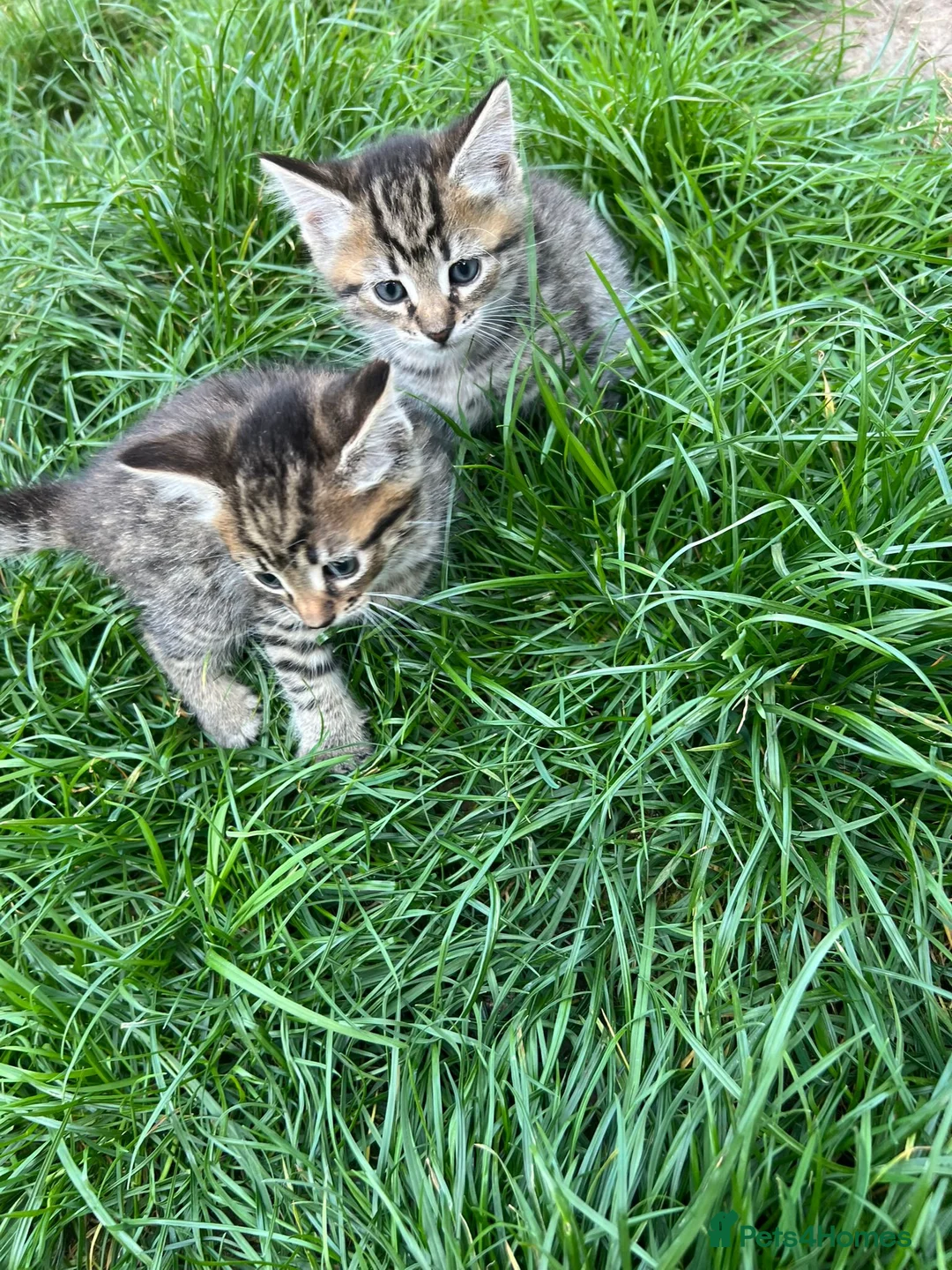 Mixed Breed cats for sale: Beautiful kittens  - Advert 1