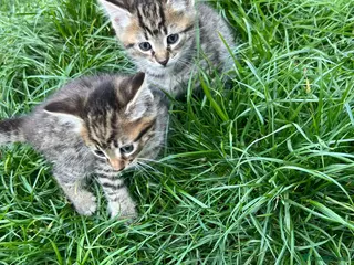 Mixed Breed cats Beautiful kittens - Advert 1