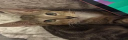 Bengal cats for sale: 🩵Bengal x lynx point tabby baby kitten🩵 in Spennymoor - Advert 4