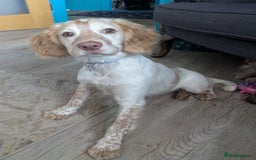 English Springer Spaniel dogs for sale: Finding a loving home for our girl - Image 4