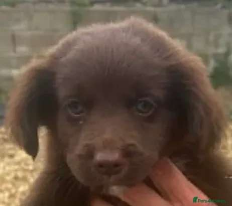 Mixed Breed dogs Cockeranians ! 5 girls 2 boys - Advert 2