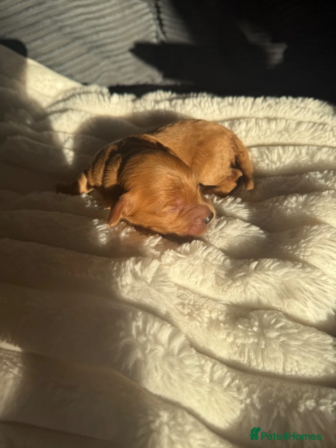 Cockapoo dogs for sale: Gorgeous F2 cockapoos  in Sheffield - Advert 2