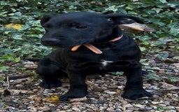 Patterdale Terrier dogs for sale: 3 beautiful patterdale terrier puppies - Image 1