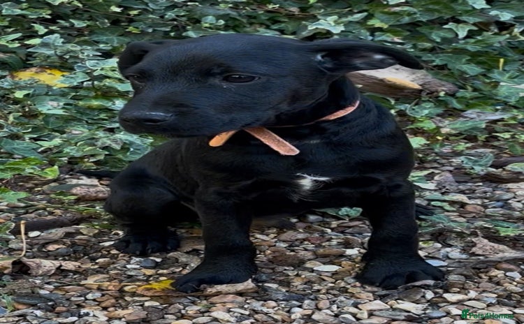 Patterdale Terrier dogs - Advert 14