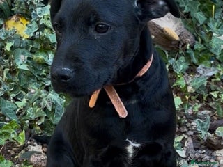 Patterdale Terrier dogs for sale - Advert 1
