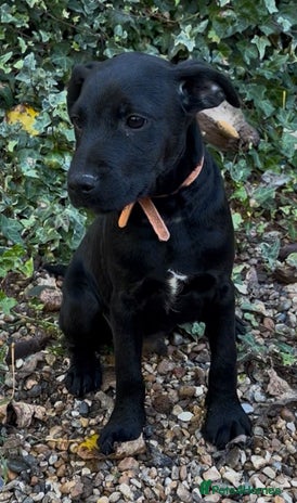 Patterdale Terrier dogs - Advert 1