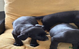 Labrador Retriever dogs for sale: Beautiful Labrador pups - Image 6