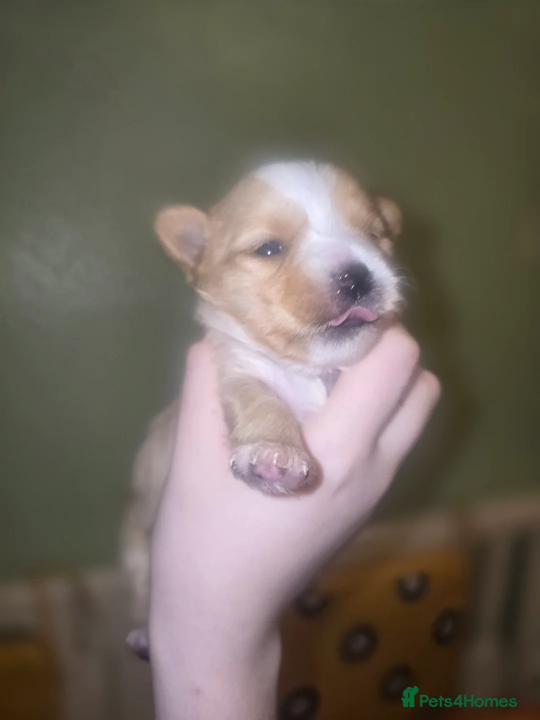 Yorkshire Terrier dogs for sale: wonderful puppies yorkshire terrier - Advert 28