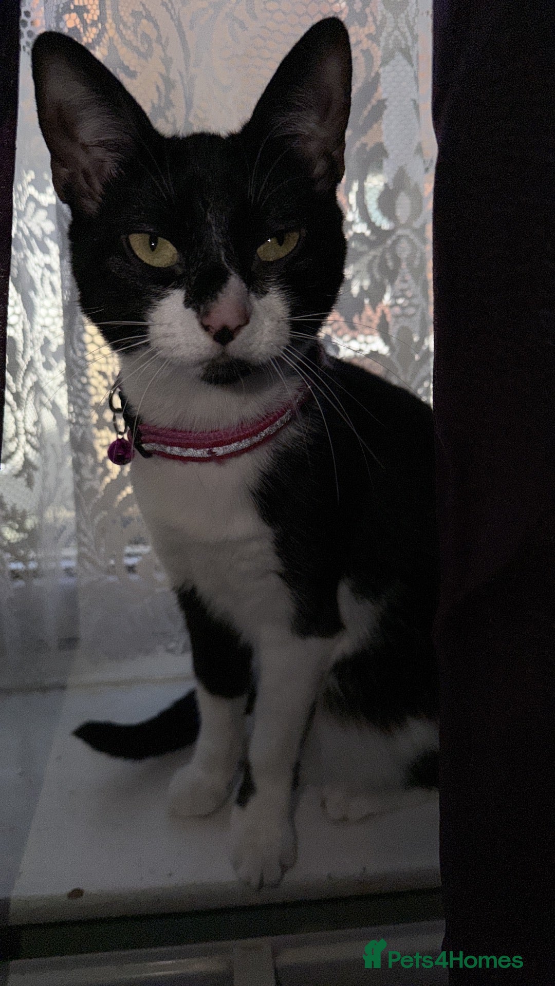 British Shorthair cats Looking for a loving home  - Advert 13