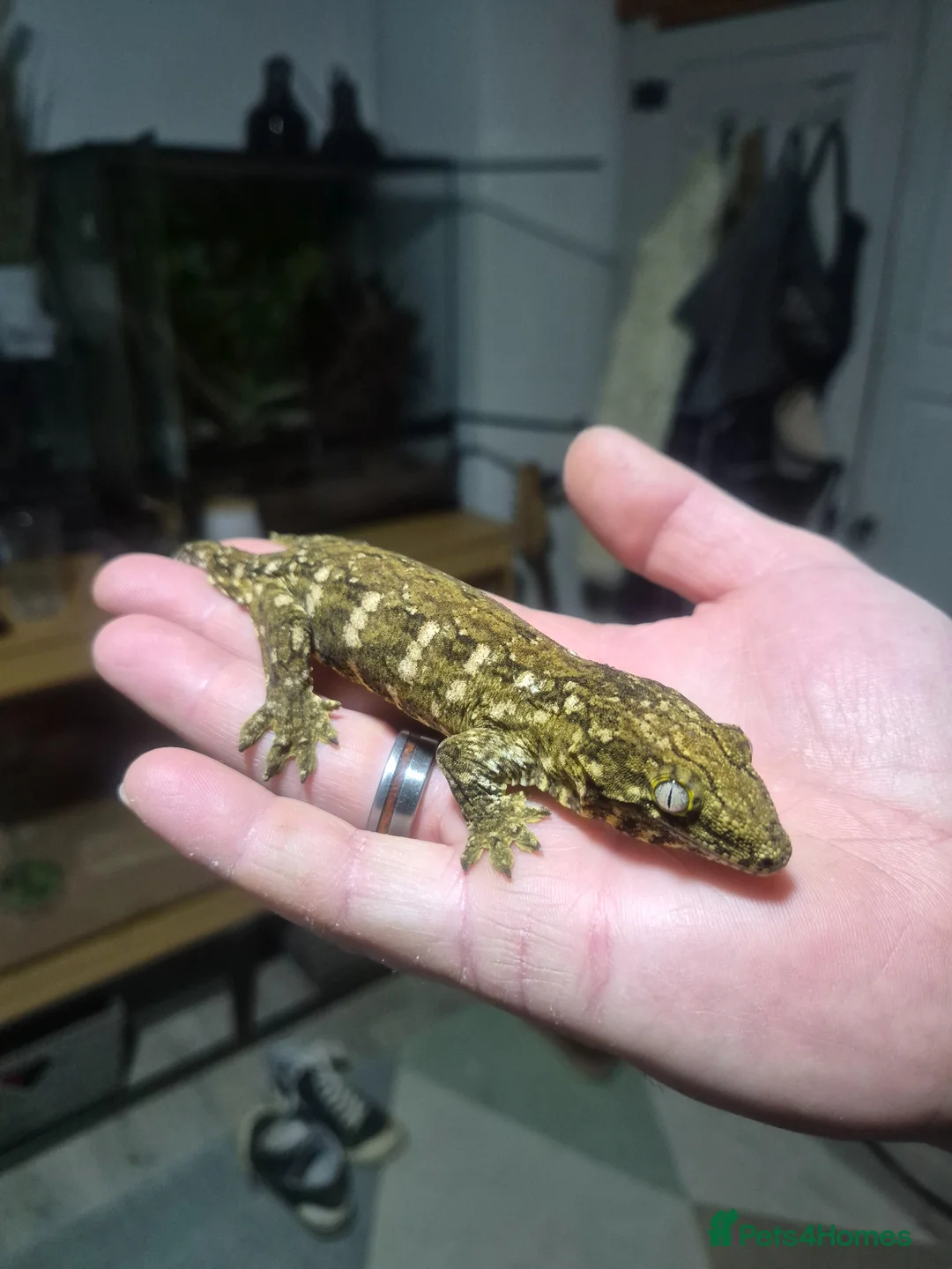 Gecko reptiles for sale: Leachie Gecko plus setup - Advert 2