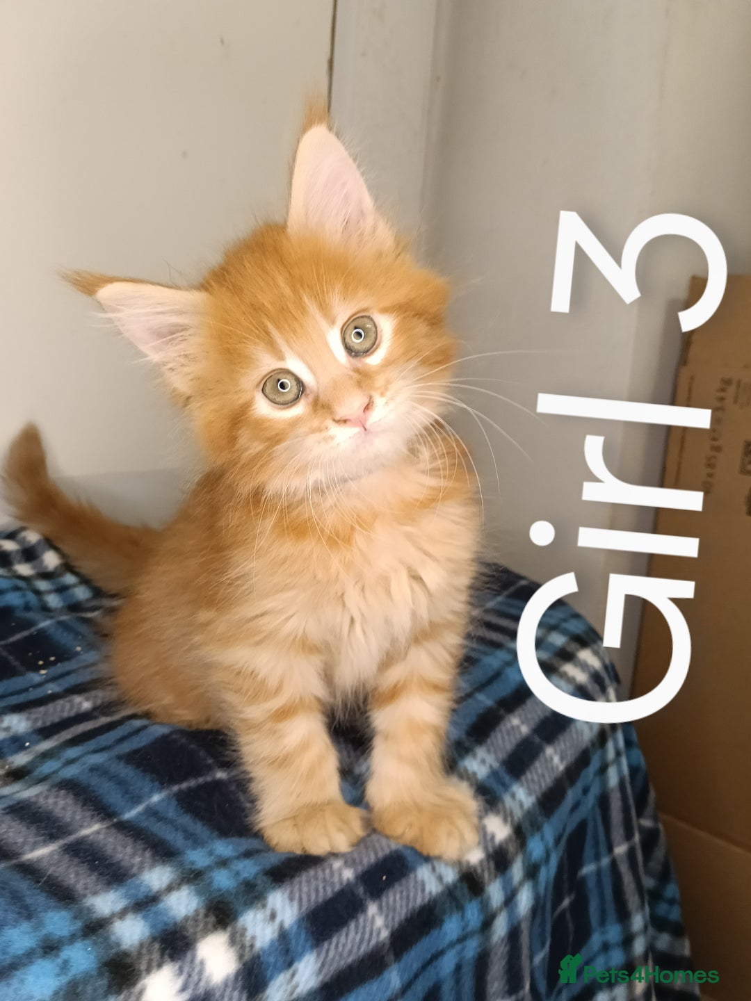 Maine Coon cats for sale: 'PuuureLove' Maine Coon kittens  - Image 9