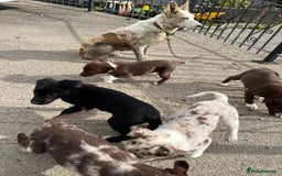 Mixed Breed dogs for sale: Border collie - Image 8