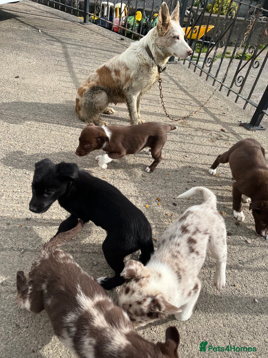Mixed Breed dogs for sale: Border collie - Image 8