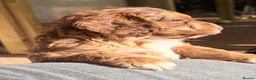 Cockapoo dogs for sale: F3 cockerpoos - Advert 15