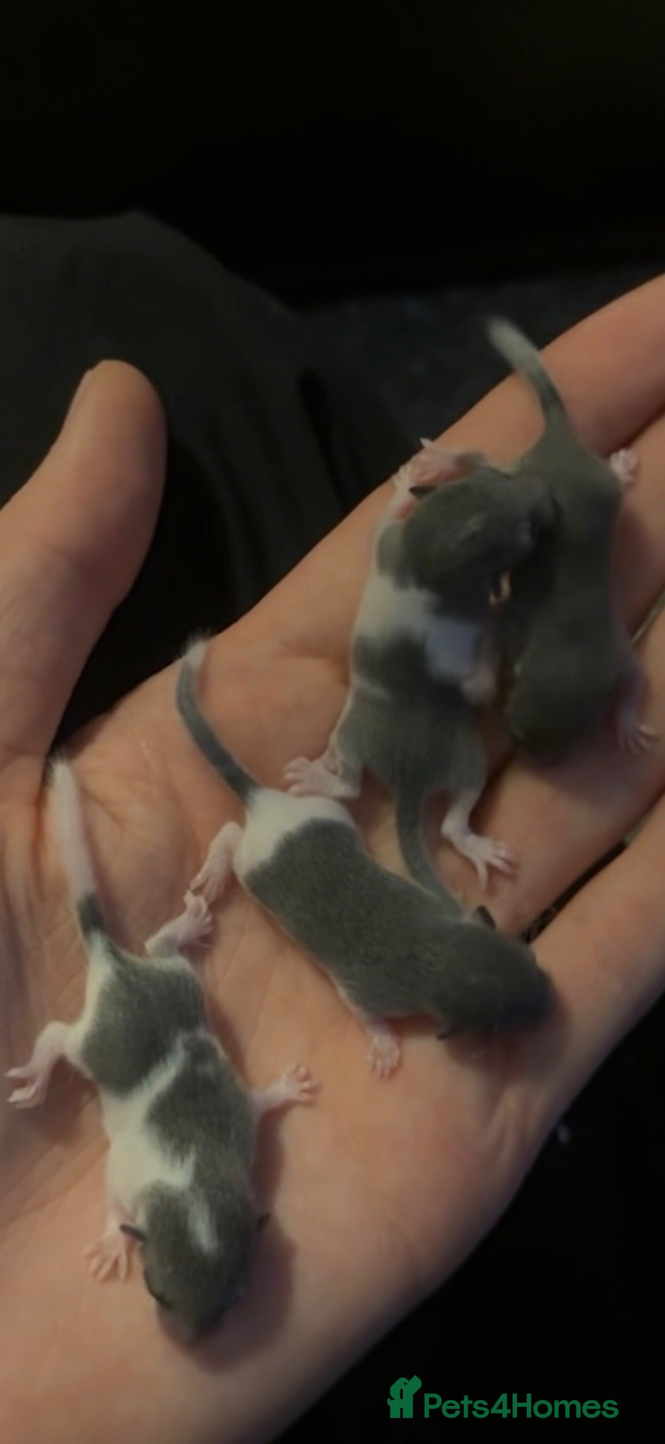 Mouse rodents Tame African Pygmy dormice (read description)  - Advert 2