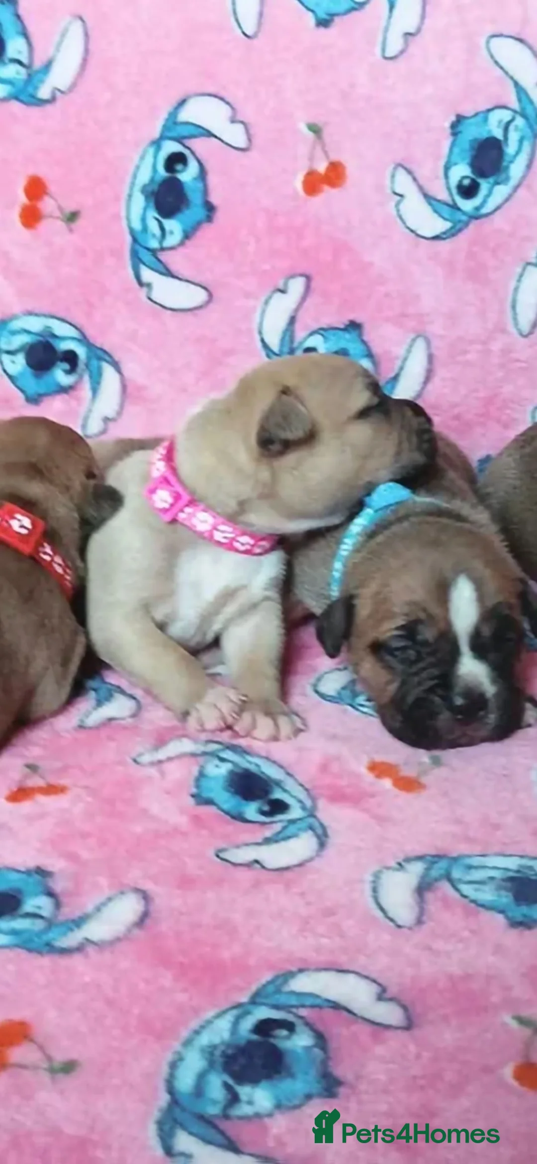 Staffordshire Bull Terrier dogs for sale: Waffles, Staffy puppy - please read  in Nottingham - Advert 2