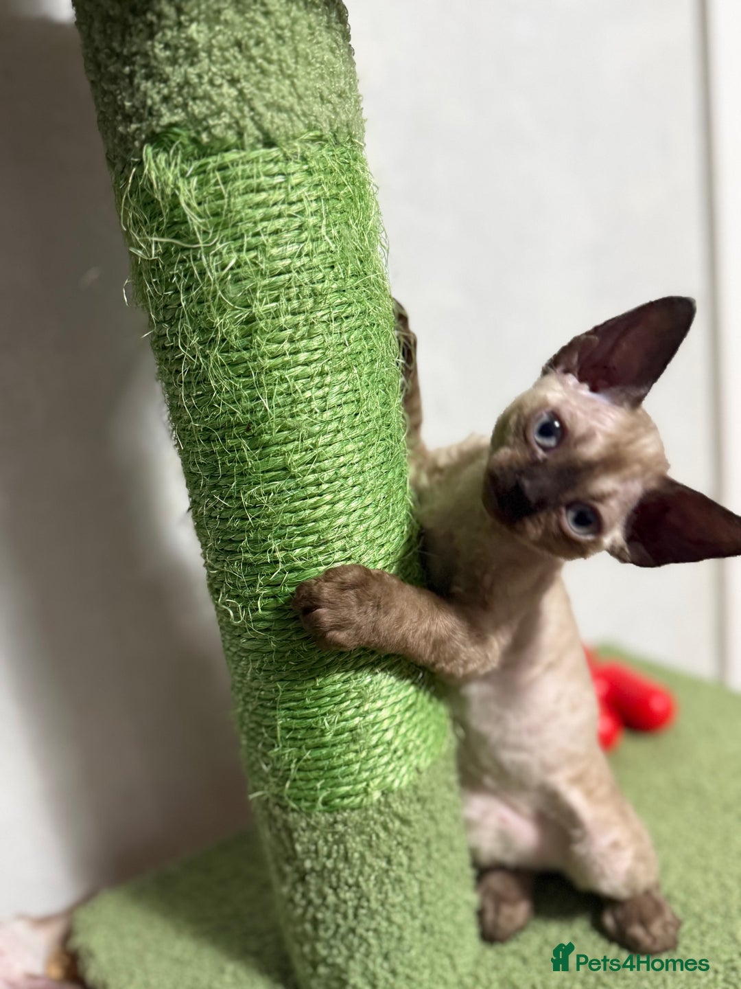 Devon Rex cats for sale: 😍😍😍 3 girls registered GCCF😍😍😍 - Advert 14