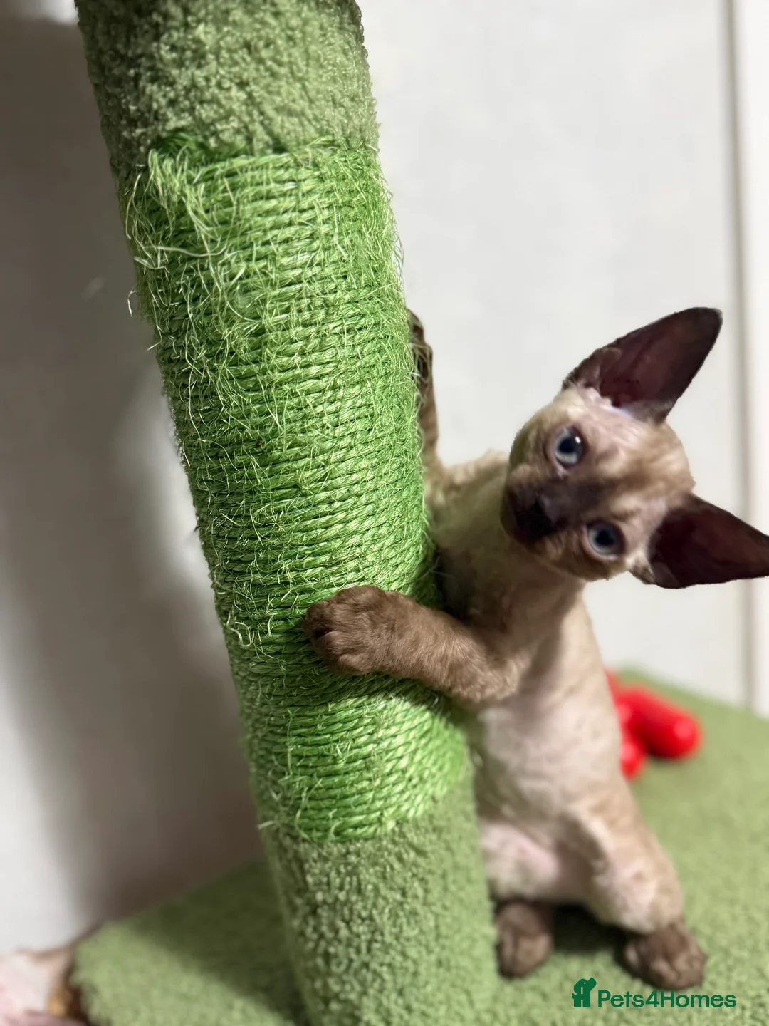 Devon Rex cats for sale: 🔥Girl🔥 GCCF🔥 ready NOW🔥😻 - Advert 10