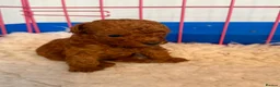 Toy Poodle dogs for sale: Beautiful Dark Red Toy Poodle Puppies - Advert 8