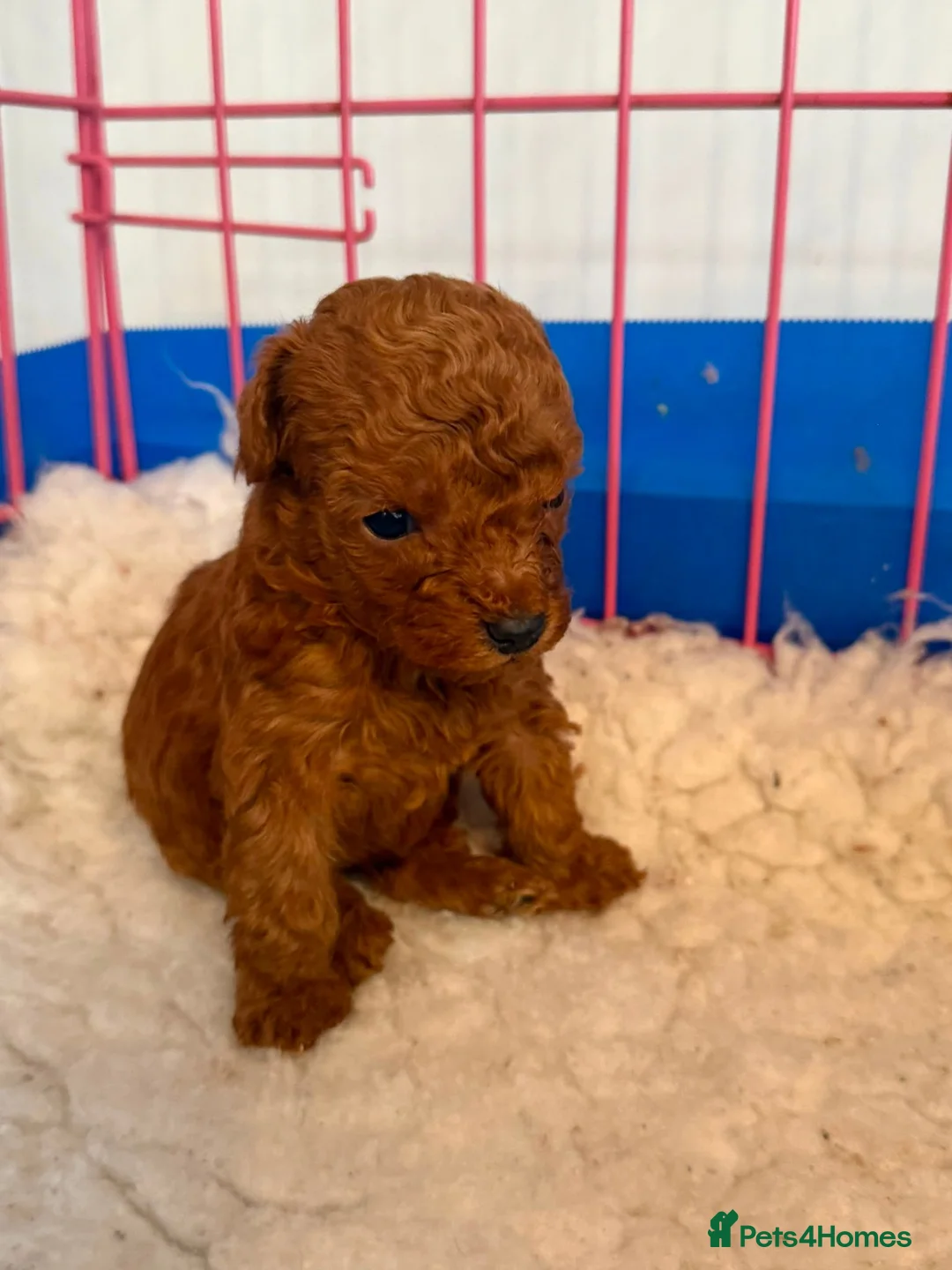 Toy Poodle dogs for sale: Beautiful Dark Red Toy Poodle Puppies - Advert 8