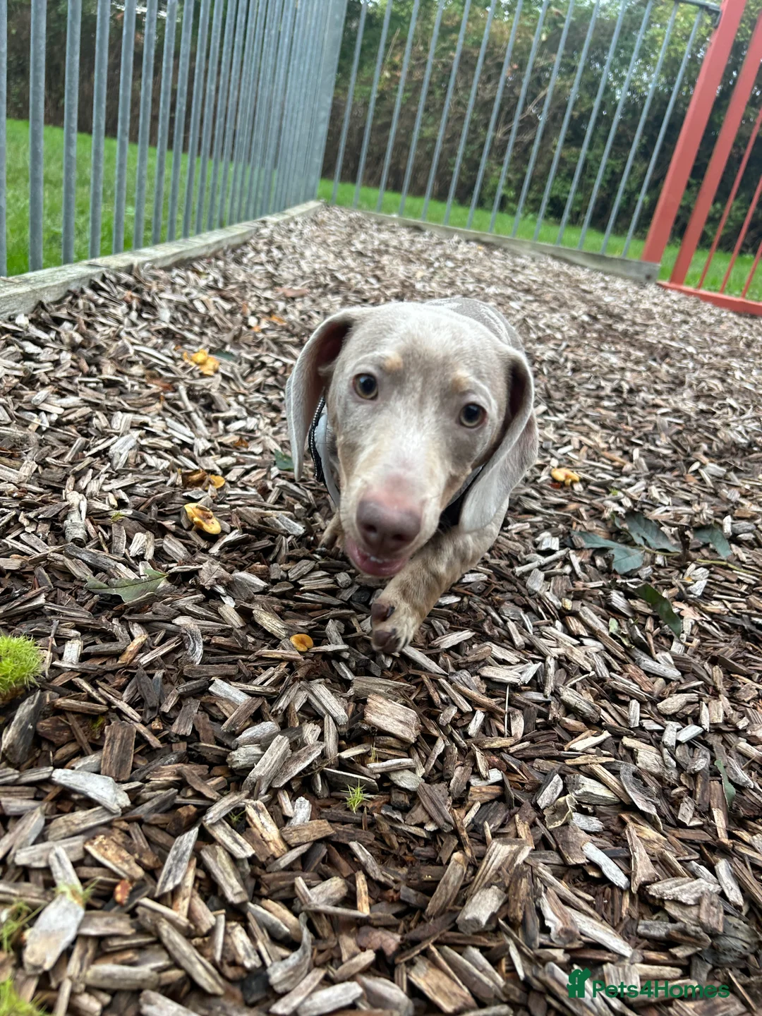 Miniature Dachshund dogs for sale: Two miniature dachshunds  **  in Shrewsbury - Advert 6