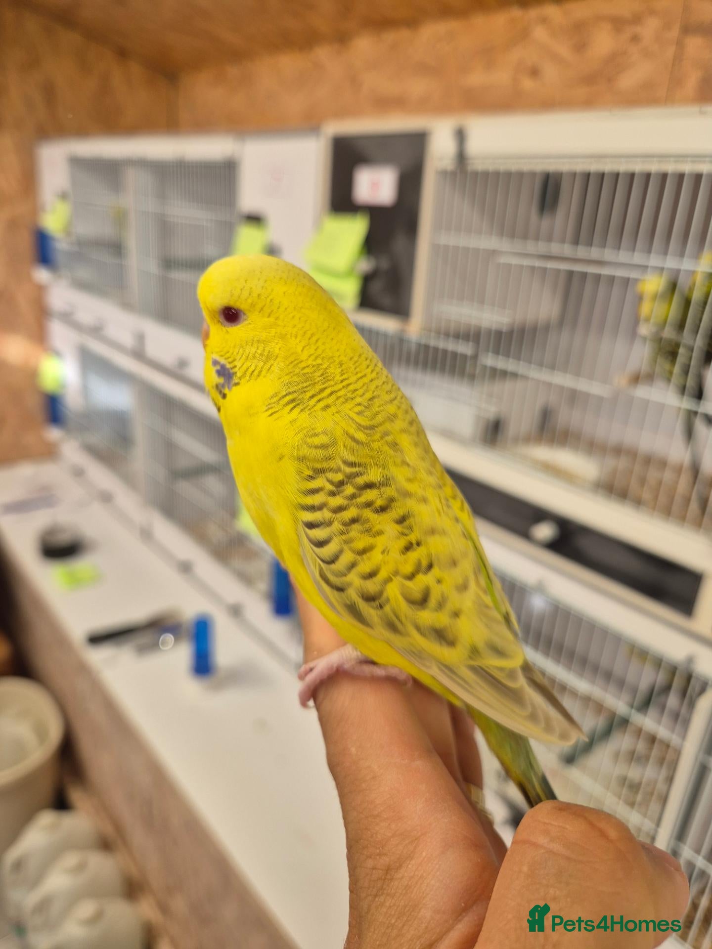 Budgerigars birds available Pet, breeding or tamed - Advert 1