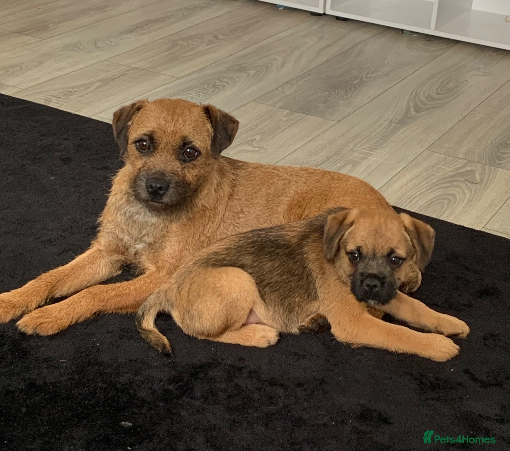Border Terrier dogs Champion bred companion  - Advert 5