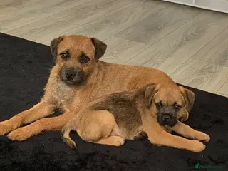 Border Terrier dogs Champion bred companion - Advert 2