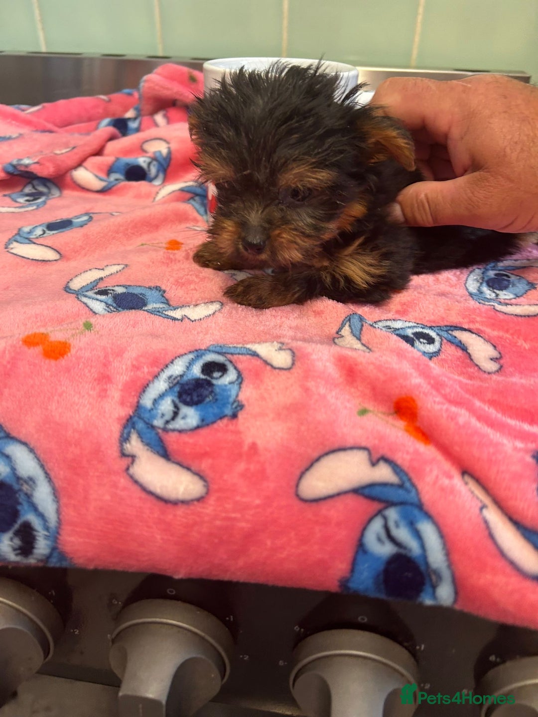 Yorkshire Terrier dogs for sale: Tiny Yorkshire terrier puppies for sale  - Image 11