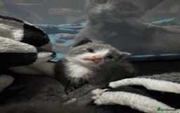 Mixed Breed cats for sale: Regular kittens - Image 11