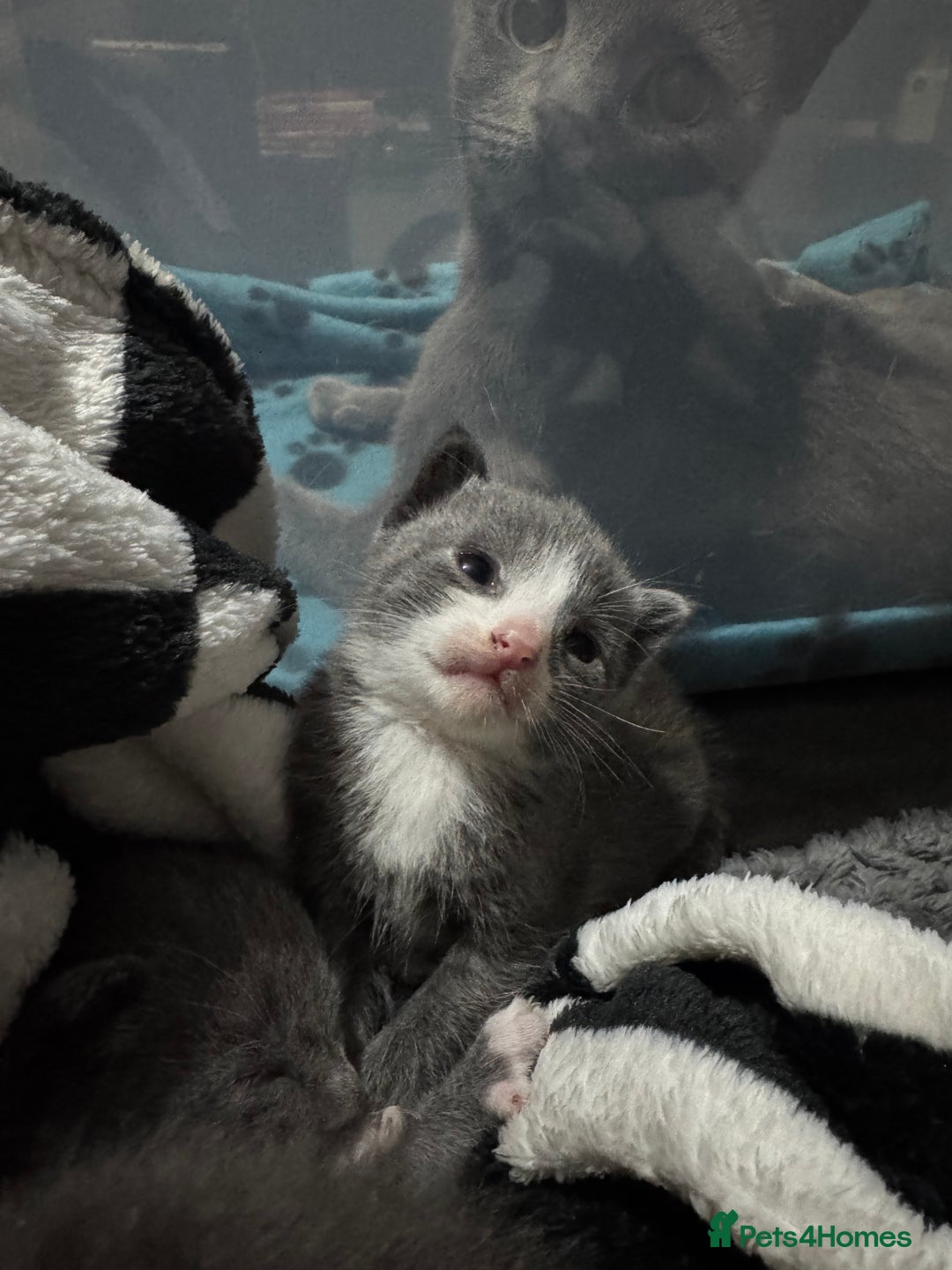 Mixed Breed cats for sale: Regular kittens - Image 11
