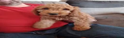 Cockapoo dogs for sale: F2 miniature Cockapoos  - Advert 3