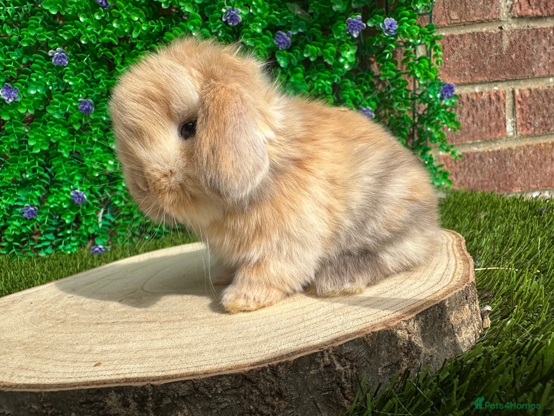 Mini Lop rabbits for sale: Stunning mini lops - Image 33