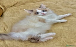 Mixed Breed cats for sale: BEAUTIFUL KITTENS  - Image 13