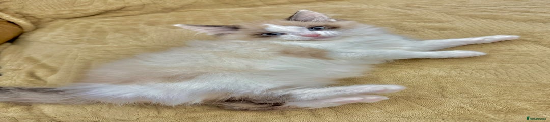 Mixed Breed Kitten 4