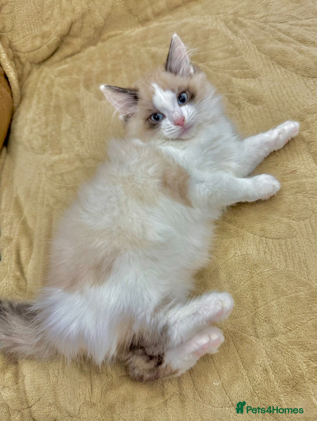 Mixed Breed cats for sale: BEAUTIFUL KITTENS  - Image 13