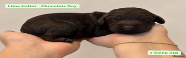 Cockapoo 6 - Lime Collar - Chocolate 