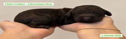 Cockapoo dogs for sale: Extensively DNA Tested Cockapoo Puppies 🧬 - Advert 11