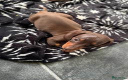 Miniature Dachshund dogs for sale: Miniature Chocolate & Tan Dachshund Quick sale  - Image 8