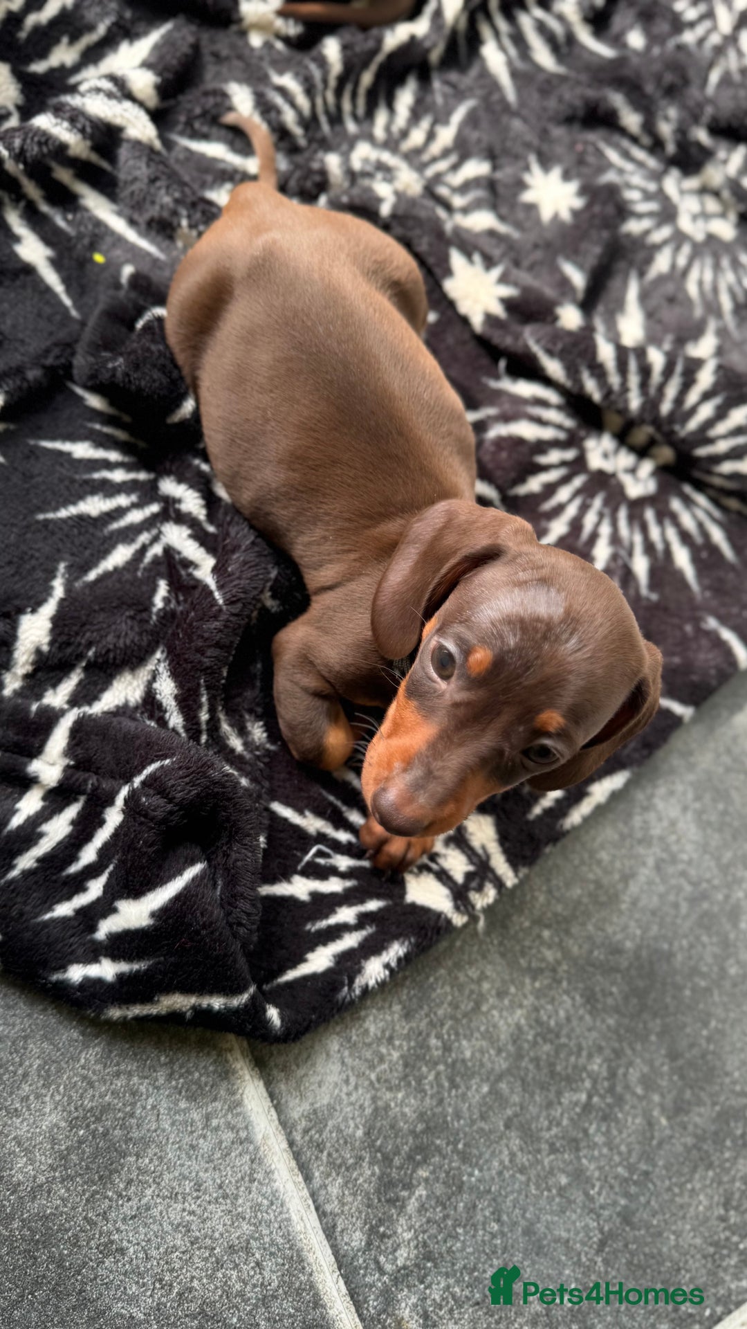 Miniature Dachshund dogs for sale: Miniature Chocolate & Tan Dachshund Quick sale  - Image 8