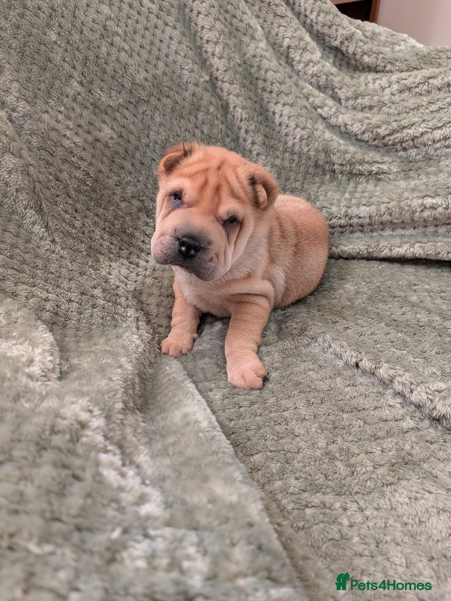 Shar Pei dogs Beautiful litter of Shar Pei Puppies  - Advert 2