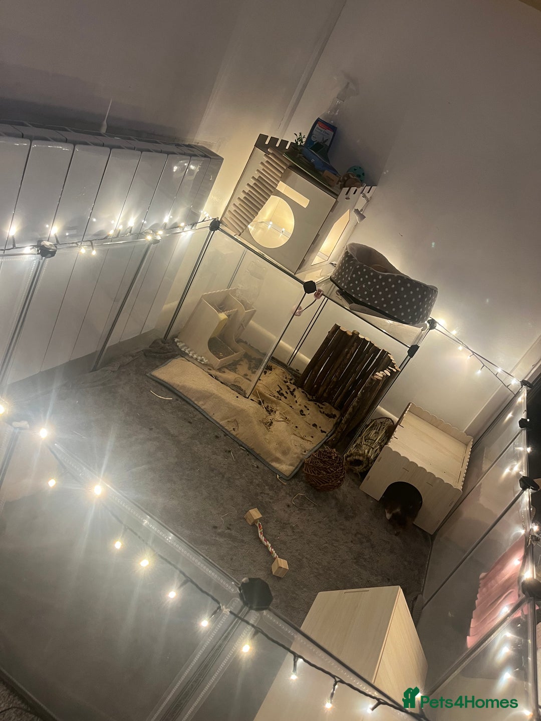 Guinea Pig rodents for sale: 2 female guinea pigs (RESERVED)  in Newport - Image 8