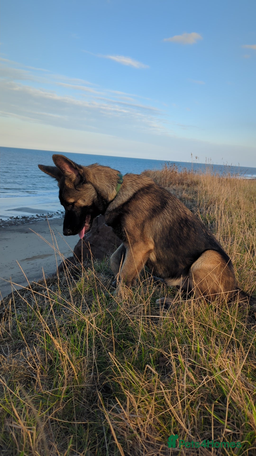 Mixed Breed dogs for sale: Looking for a new home  - Advert 6