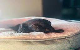 Labrador Retriever dogs for sale: EXCELLENT &UNIQUE LAB PUPPIES AV 12 NOV £1450 - Image 29