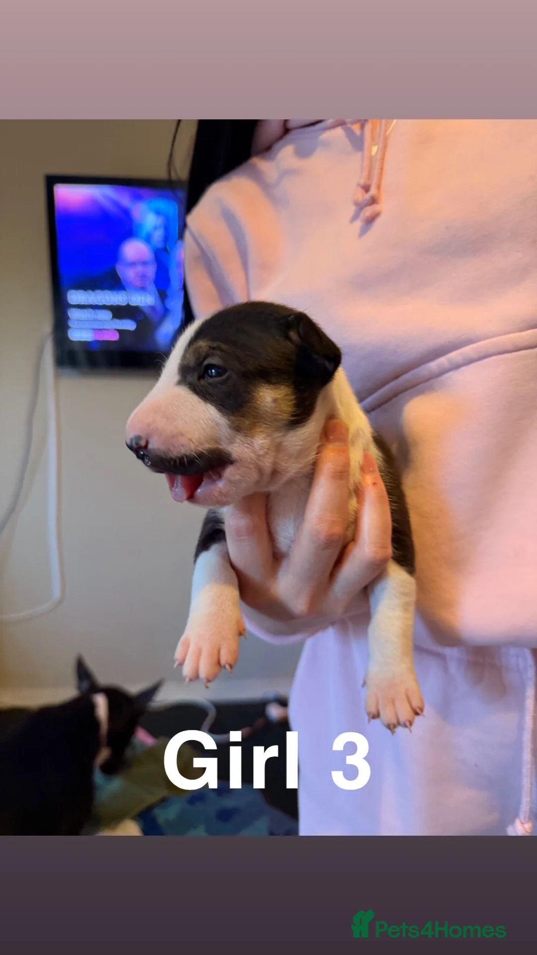 English Bull Terrier dogs for sale: KC registered English Bull Terrier Puppies - Advert 6