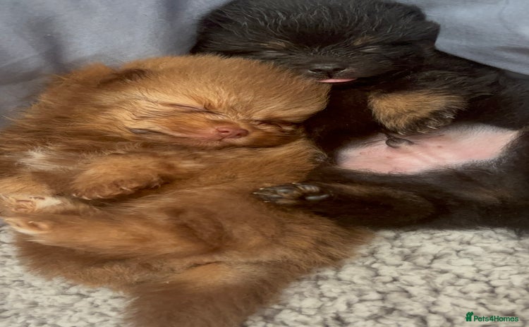 Pomeranian dogs - Advert 10