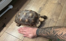 Tortoise reptiles for sale: Sulcata tortoise  - Advert 4