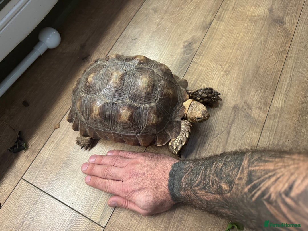 Tortoise reptiles for sale: Sulcata tortoise  - Advert 4
