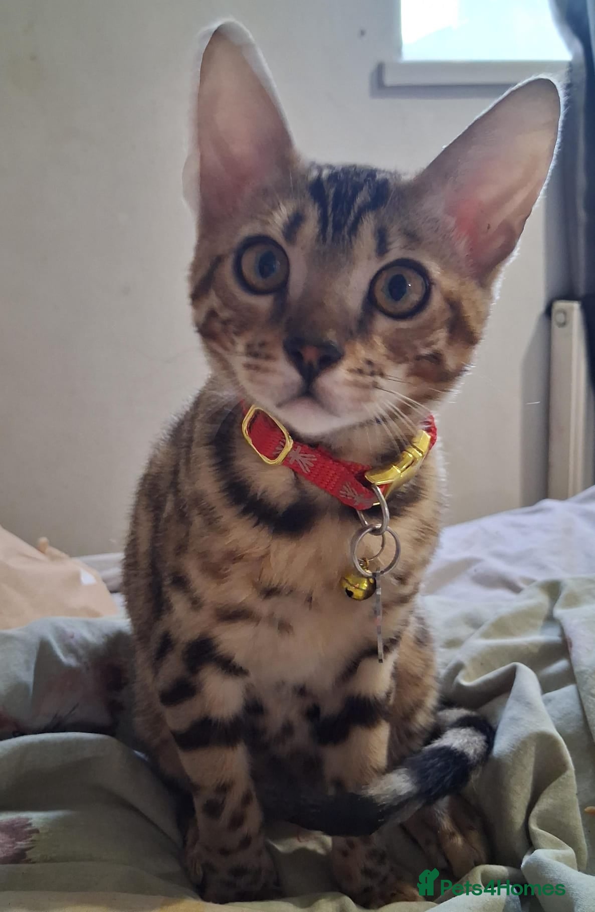 Bengal cats Female bengal kitten - Advert 3