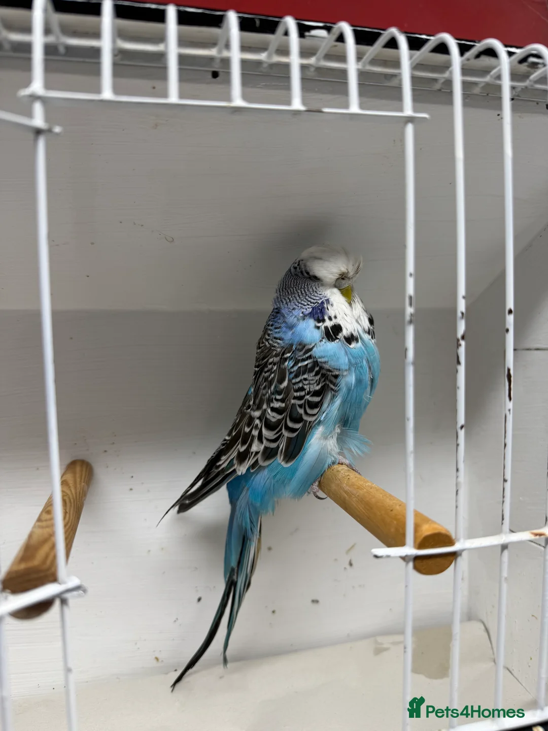 Budgerigars birds for sale: English budgies - Advert 5